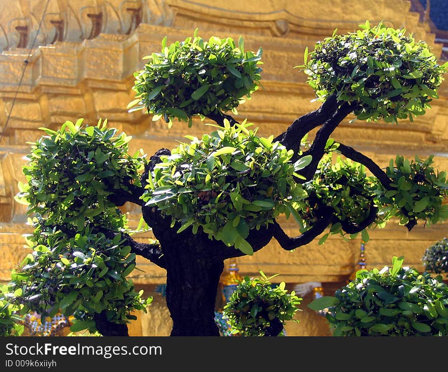 Ornamental Shrub At A Golden Buddhist Temple