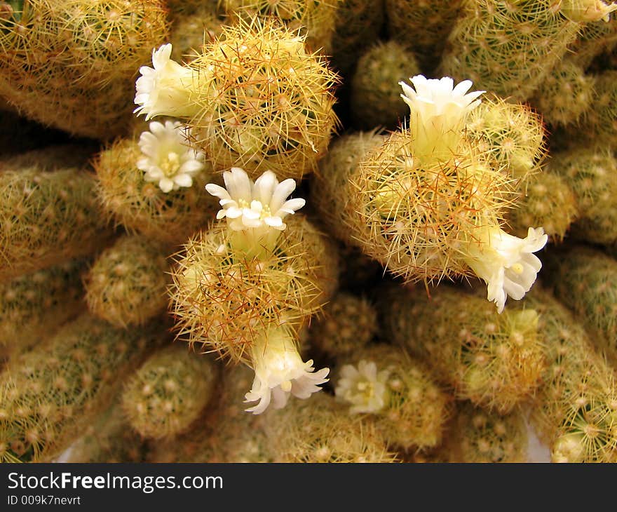 White cactus flowers