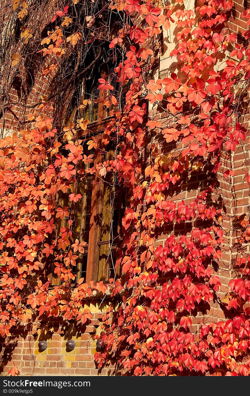 Red ivy wall