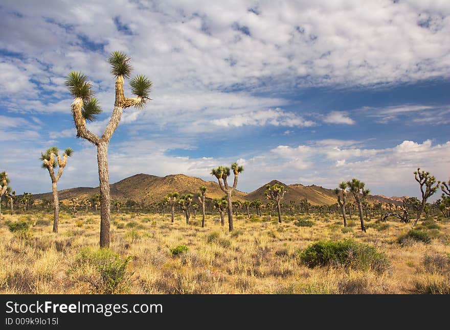 Afternoon in Joshua Tree National Park, in the Mojave Desert of Southern California.