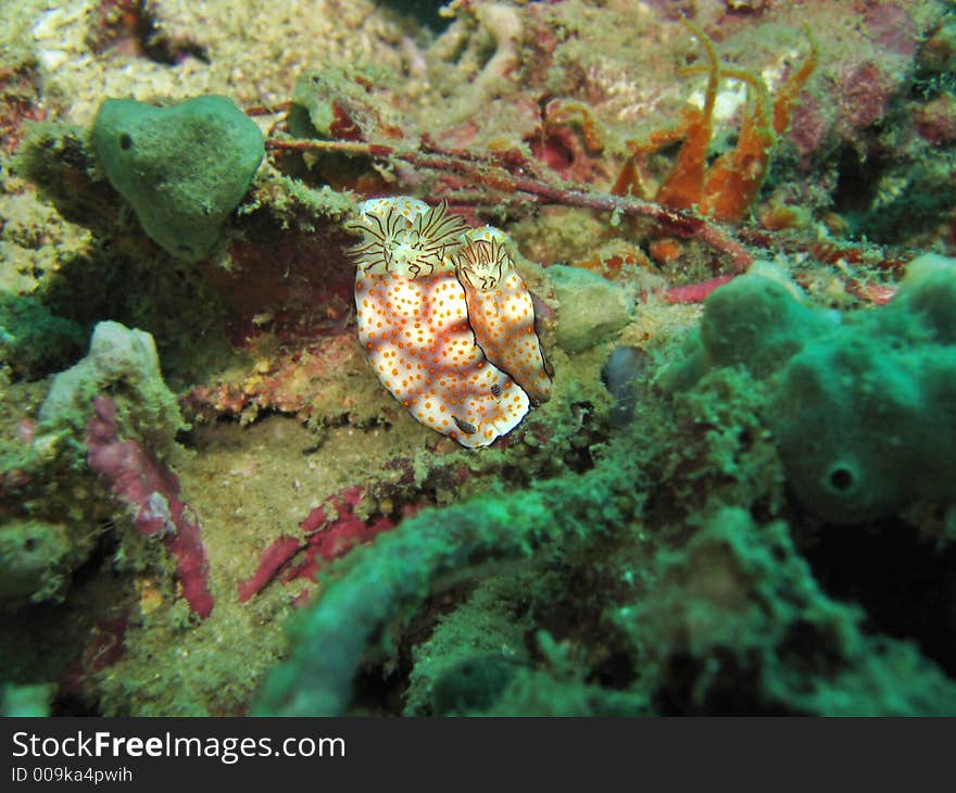 A seaslug aka nudibranch species, cuddling together. A seaslug aka nudibranch species, cuddling together