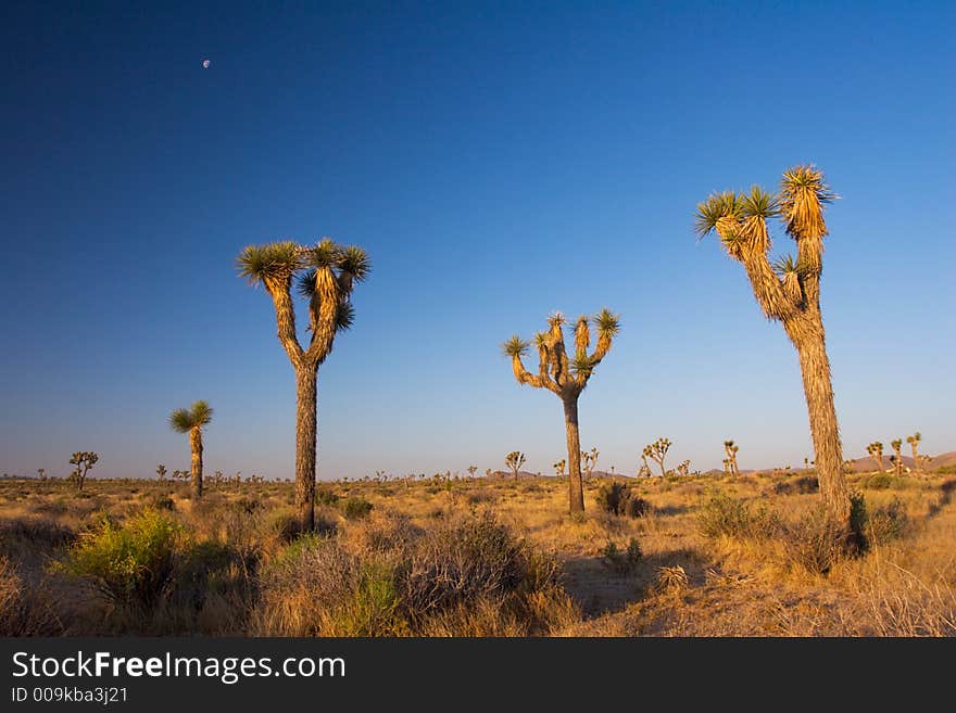 Moon over Joshua Trees