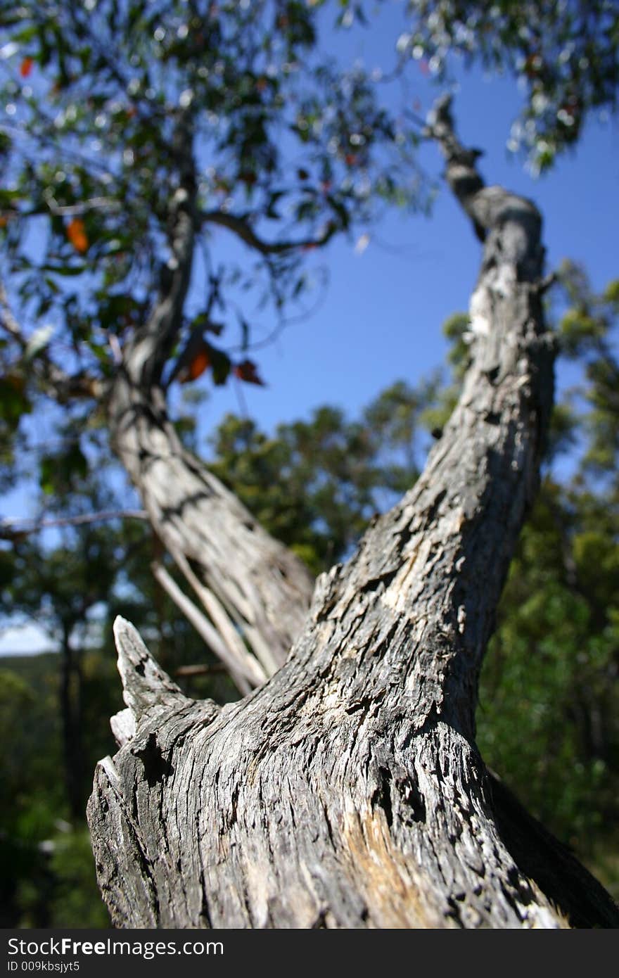 Australian Bush, Heathcote National Park, Australia, Sydney. Australian Bush, Heathcote National Park, Australia, Sydney