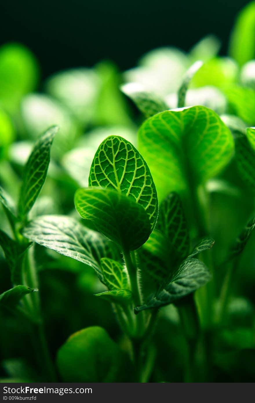 A small green plant close up. A small green plant close up