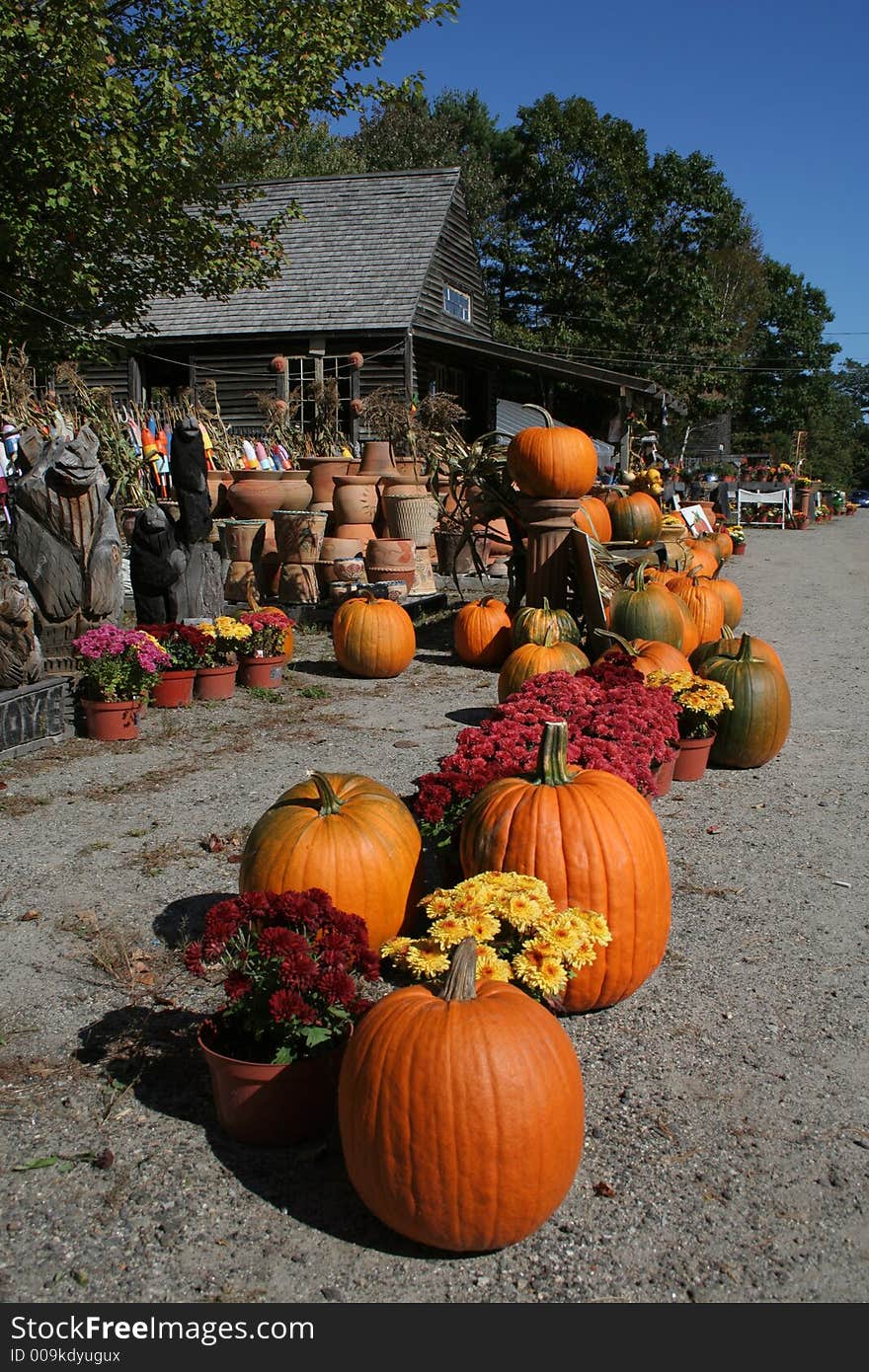 Pumpkins and flowewrs for sale on roadside. Pumpkins and flowewrs for sale on roadside