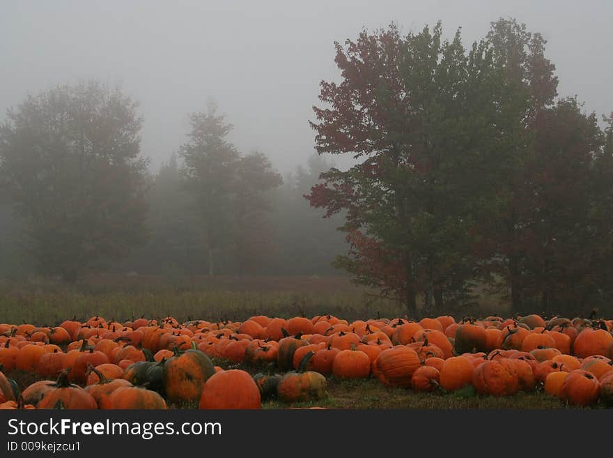 Harvested pumpkins lying in field on a misty morning. Harvested pumpkins lying in field on a misty morning