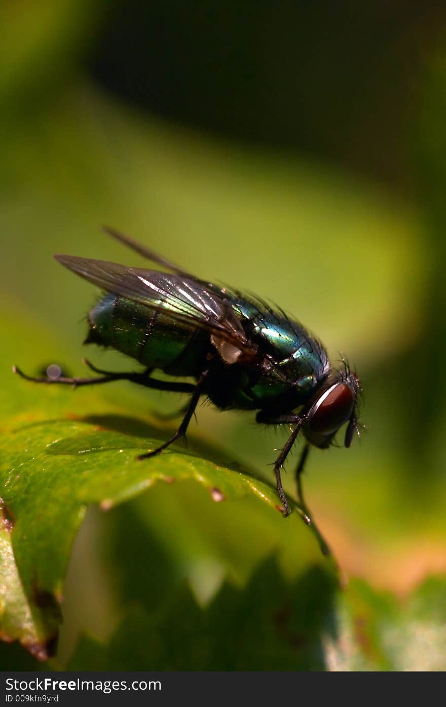 Closeup of a green fly