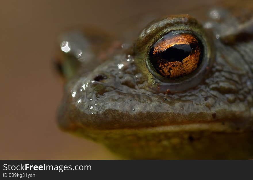 Toad (Bufo Bufo)