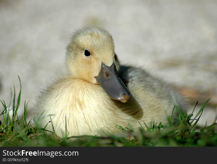 Duckling