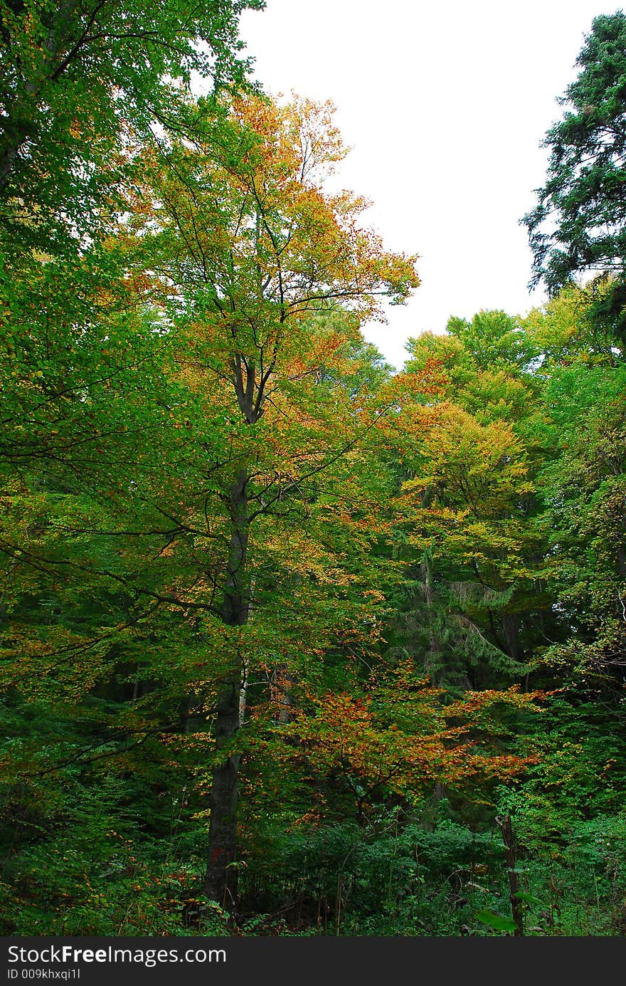 Forest in the fall with birch tree