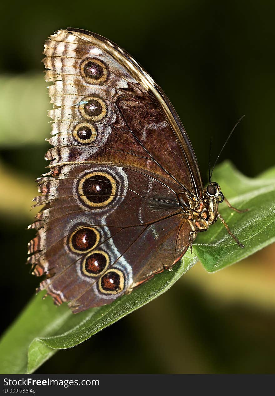 Common blue morpho