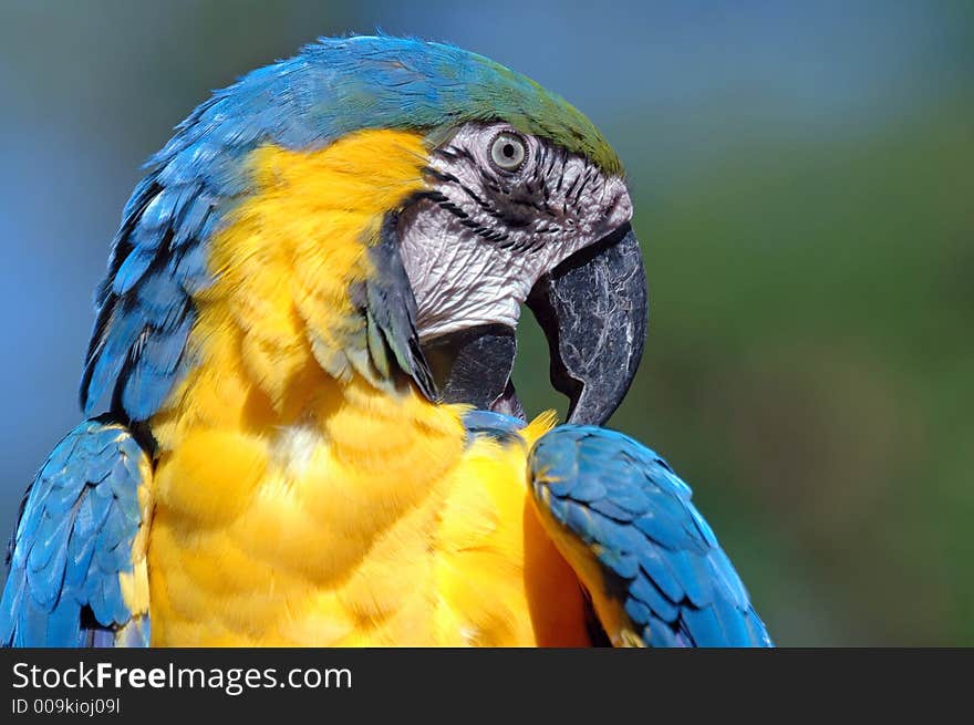 A Macaw (parrot). A very beautiful and clever pet.