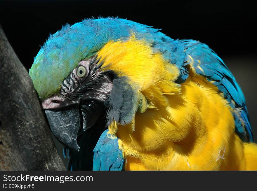 A Macaw parrot scratching its head against a branch.