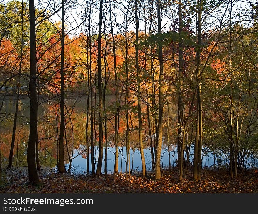 An Autumn view of a pond through the trees. An Autumn view of a pond through the trees.