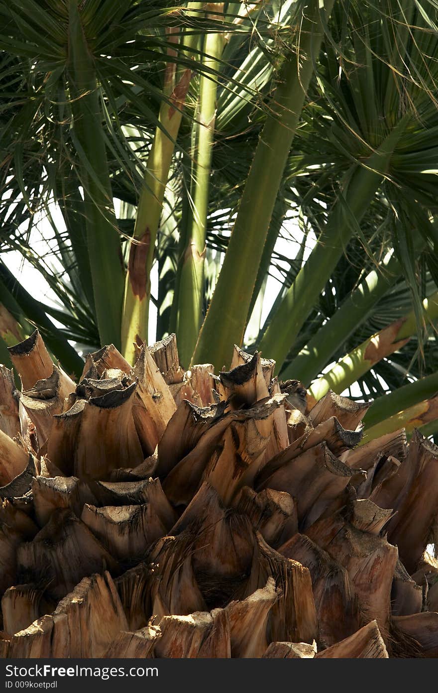 Brownish bark of green palm-tree. Brownish bark of green palm-tree