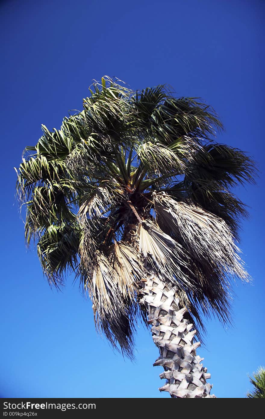 Palm tree and blue clear sky in background