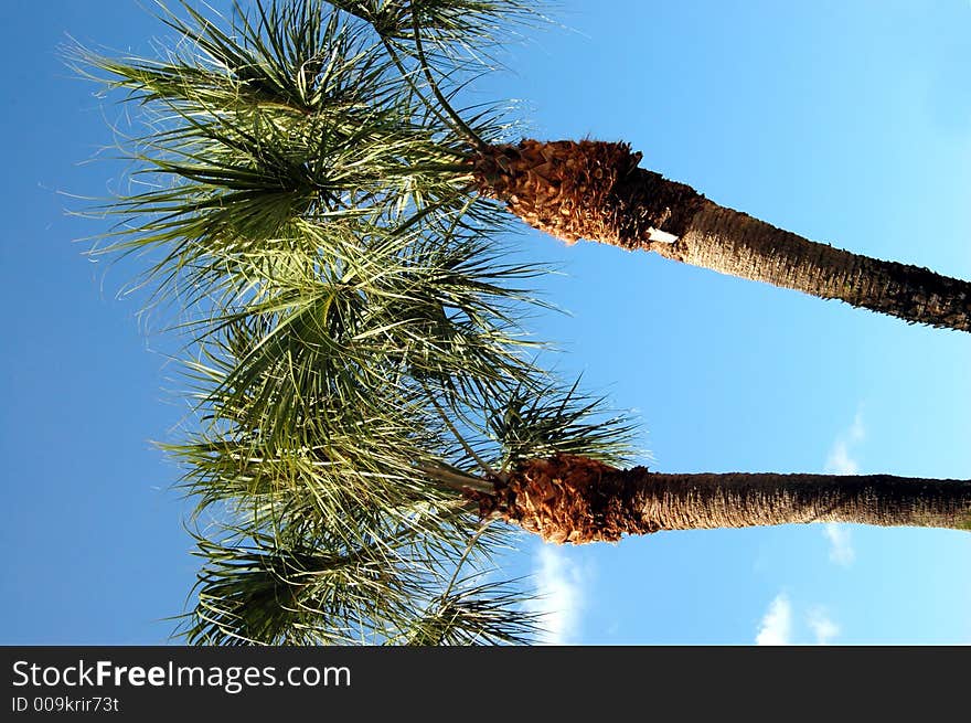 Two palms