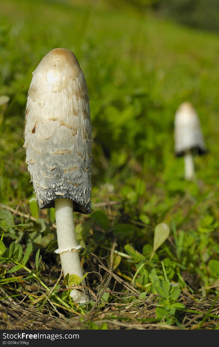 A fungus called 'Shaggy Ink Cap' (or Lawyer's Wig or Judge's Wig (Coprinus comatus). Space for text on the out-of-focus background. A second specimen can be seen, out of focus in the background. This species is edible. A fungus called 'Shaggy Ink Cap' (or Lawyer's Wig or Judge's Wig (Coprinus comatus). Space for text on the out-of-focus background. A second specimen can be seen, out of focus in the background. This species is edible.