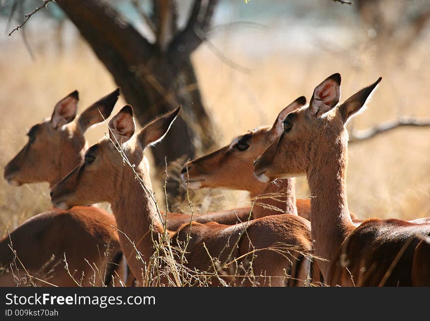 Herd Of Impala