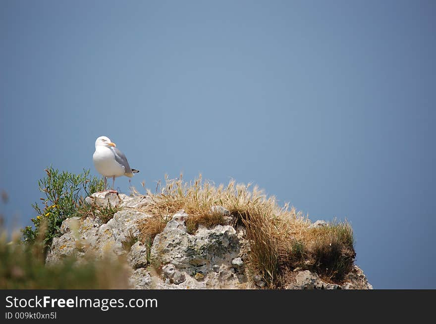 Gull lying on a rock in Etretat, blue sky. Gull lying on a rock in Etretat, blue sky