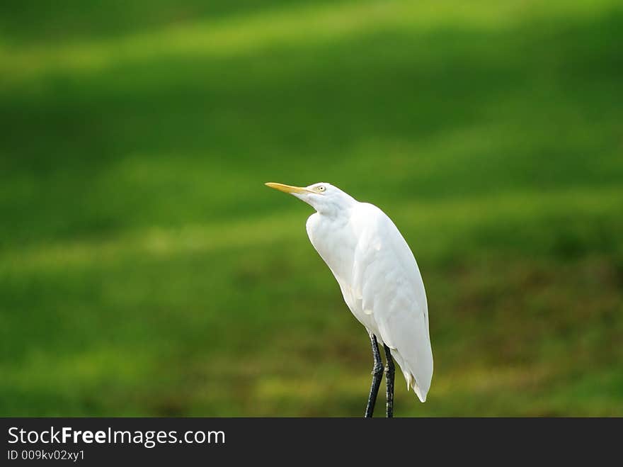 White egret in field