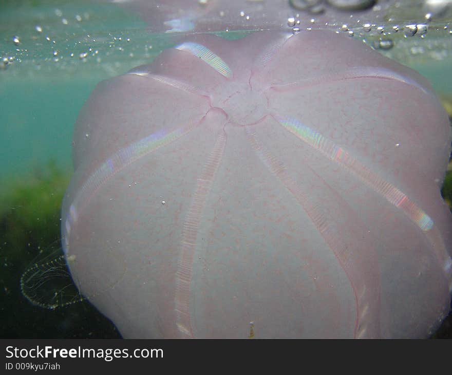 Bands of color shimmering on beroe jellyfish underwater