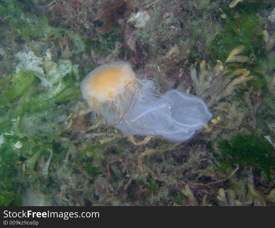 Lionsmane jellyfish dining on a beroe jellyfish. Lionsmane jellyfish dining on a beroe jellyfish