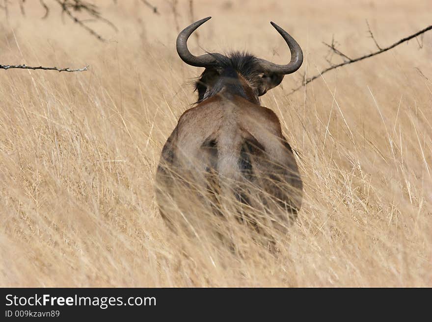 Wildebeest (gnu) in private game park in KZN South Africa outside Hluhluwe National Park.