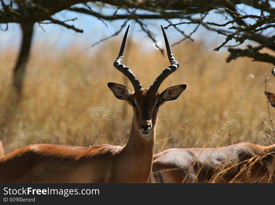 Male Impala