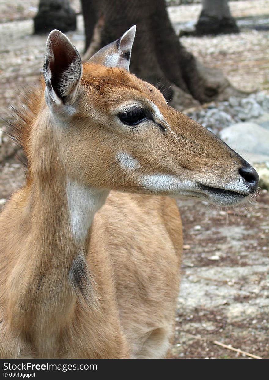 Deer profile