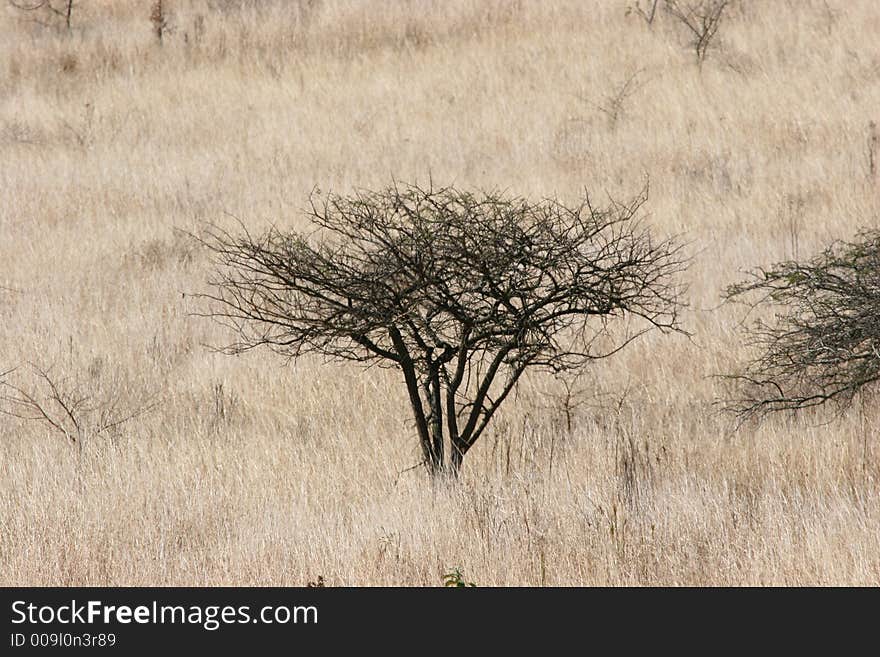 Acacia Tree In Grass Lands