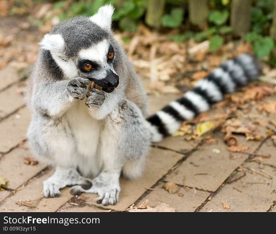 Ring tailed lemur