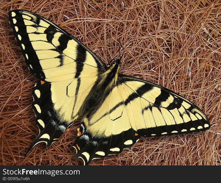 Swallowtail Butterfly On Pine Straw