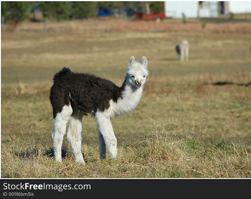 Baby Llama Looking at You