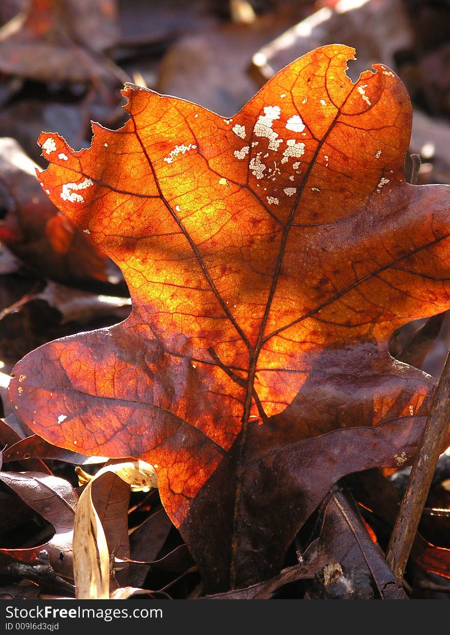 Translucent Glow - Backlit fall leaf