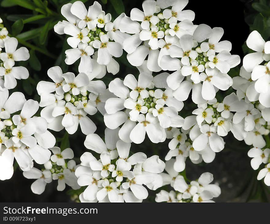 White Flower Cluster close up