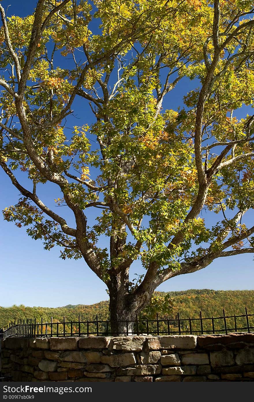 Autumn tree with stone wall