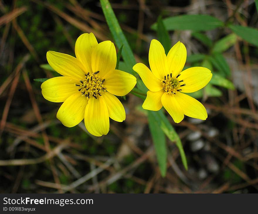 Stone Mountain Yellow Daisy close up