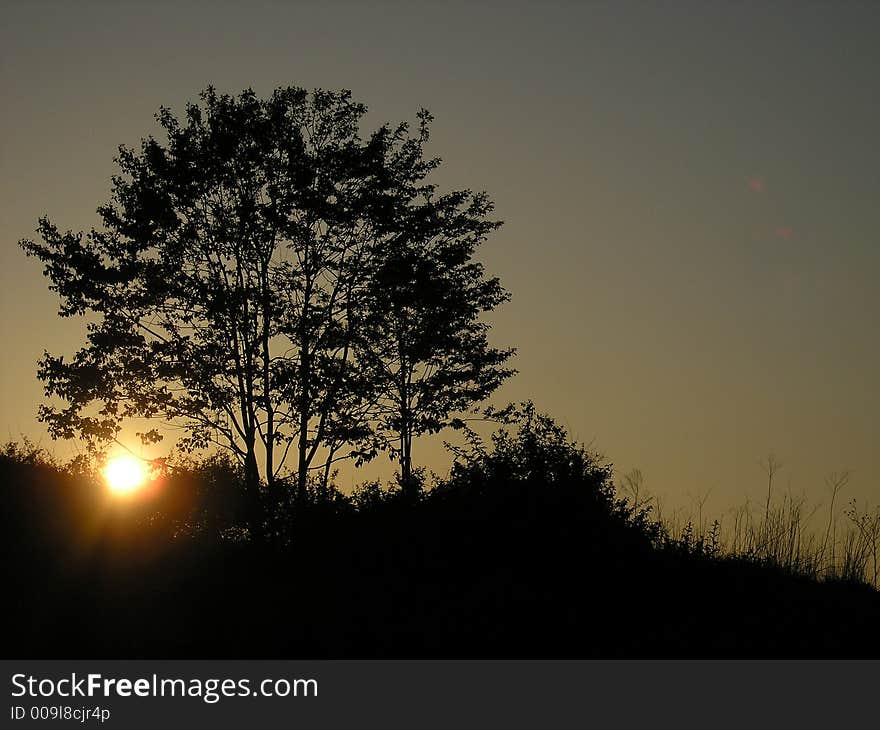 Tree silhouette in Sunrise glow. Tree silhouette in Sunrise glow