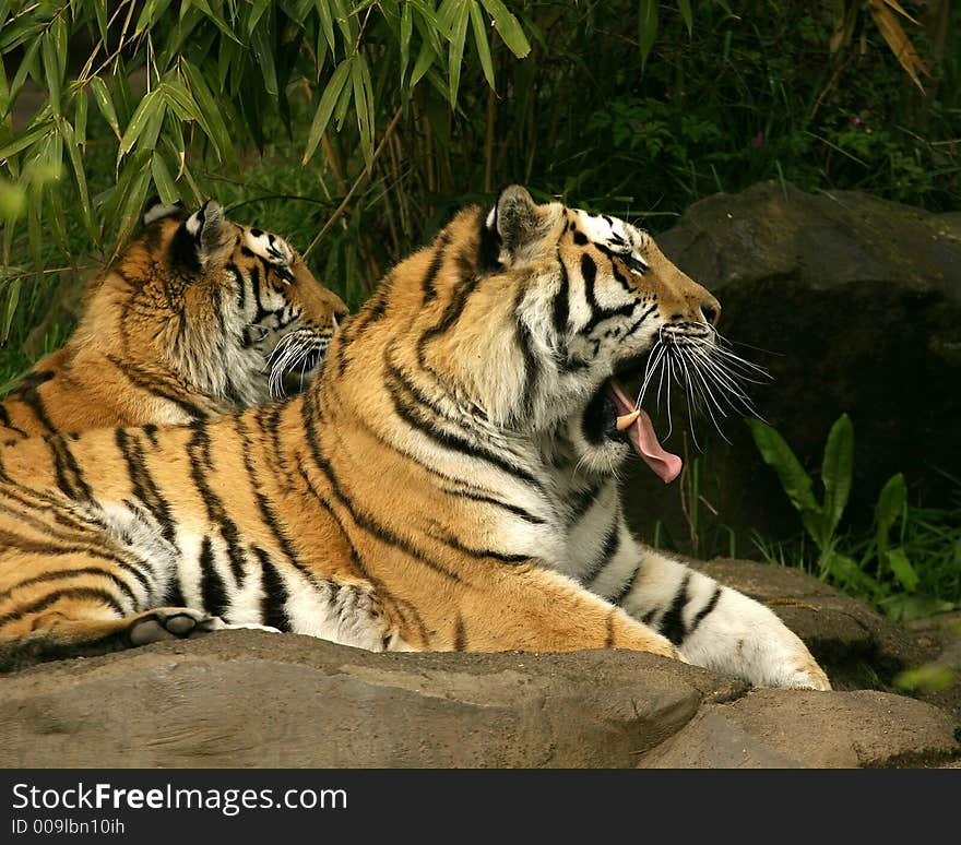 Yawning tiger