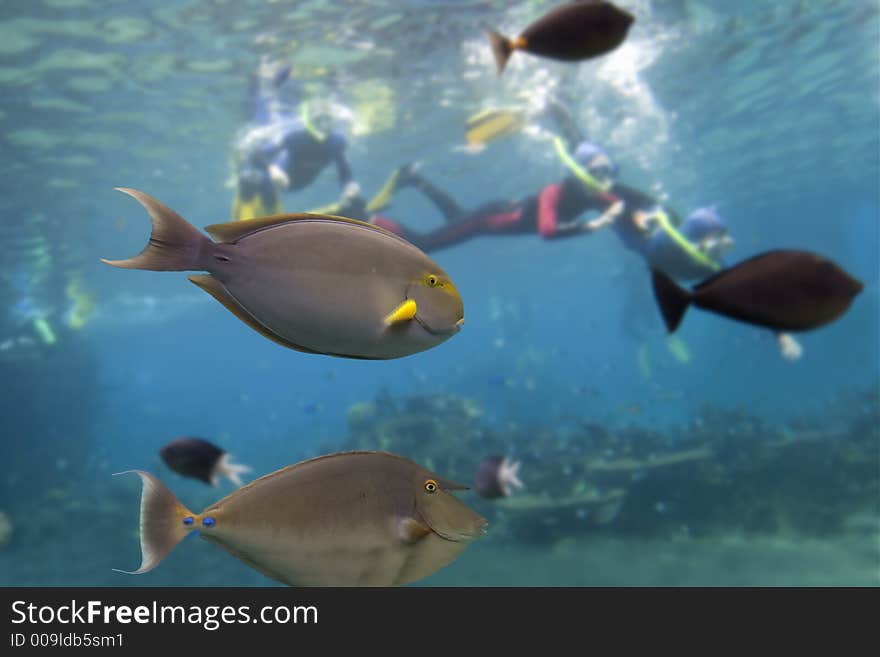 Yellow-fin Surgeonfish (Acanthurus xanthopterus and Short-horned Unicornfish (Naso brevirostris)with skindivers in background. Yellow-fin Surgeonfish (Acanthurus xanthopterus and Short-horned Unicornfish (Naso brevirostris)with skindivers in background.