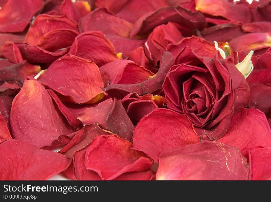 Scattered red rose petals