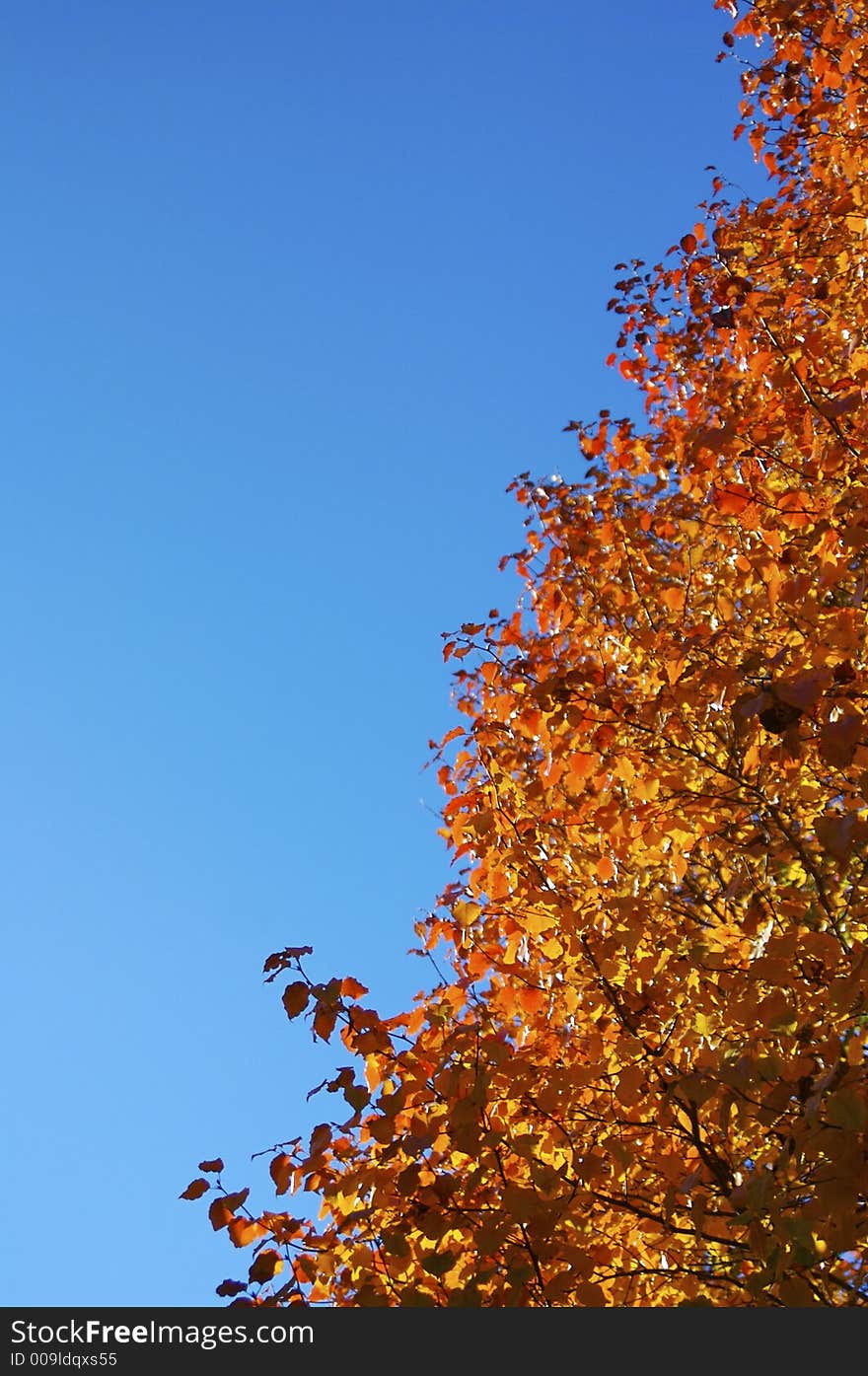 Fall leaves still on a bradford pear tree - wonderful autumn colors. Fall leaves still on a bradford pear tree - wonderful autumn colors