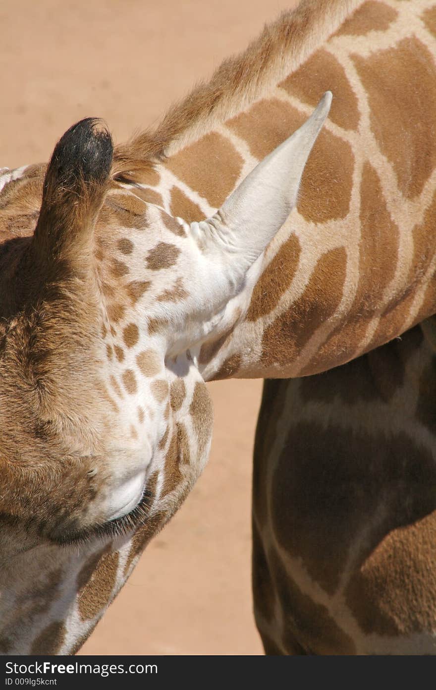 Close-up of a giraffe eating