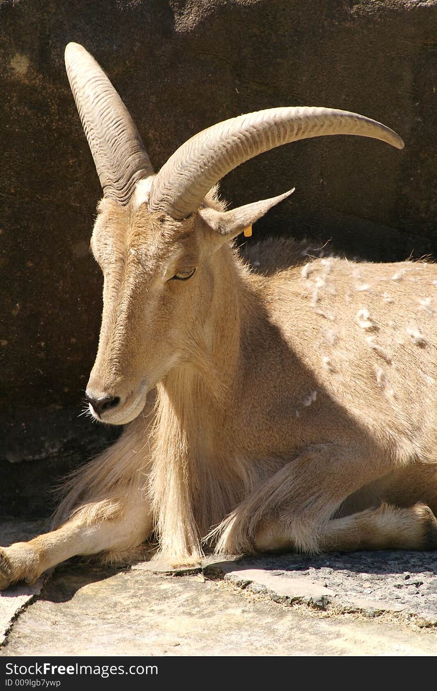 Ibex relaxing in the sun