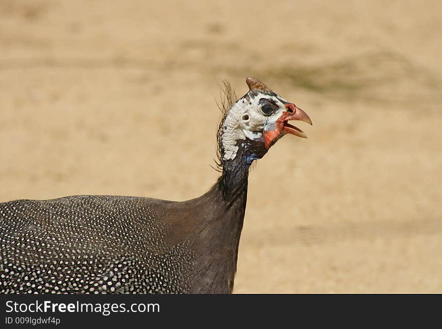 A bird with a very strange head. A bird with a very strange head