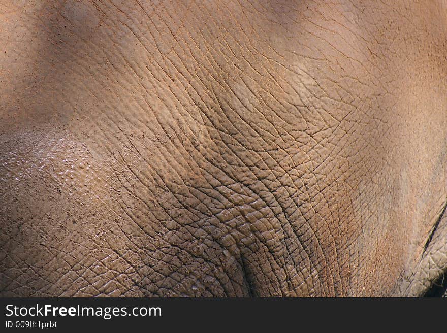 Texture of an elephant hide. Texture of an elephant hide