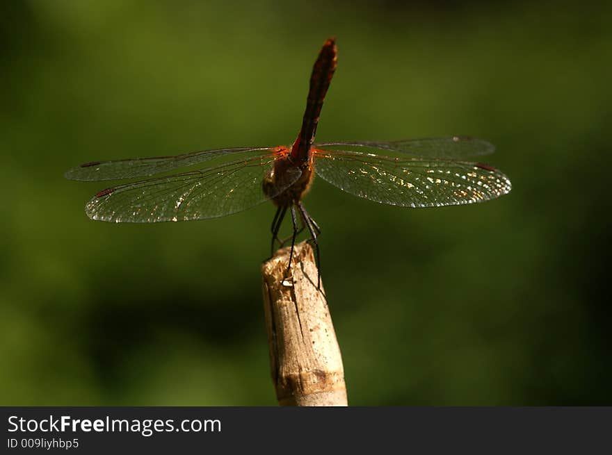 A dragonfly sitting on a branch