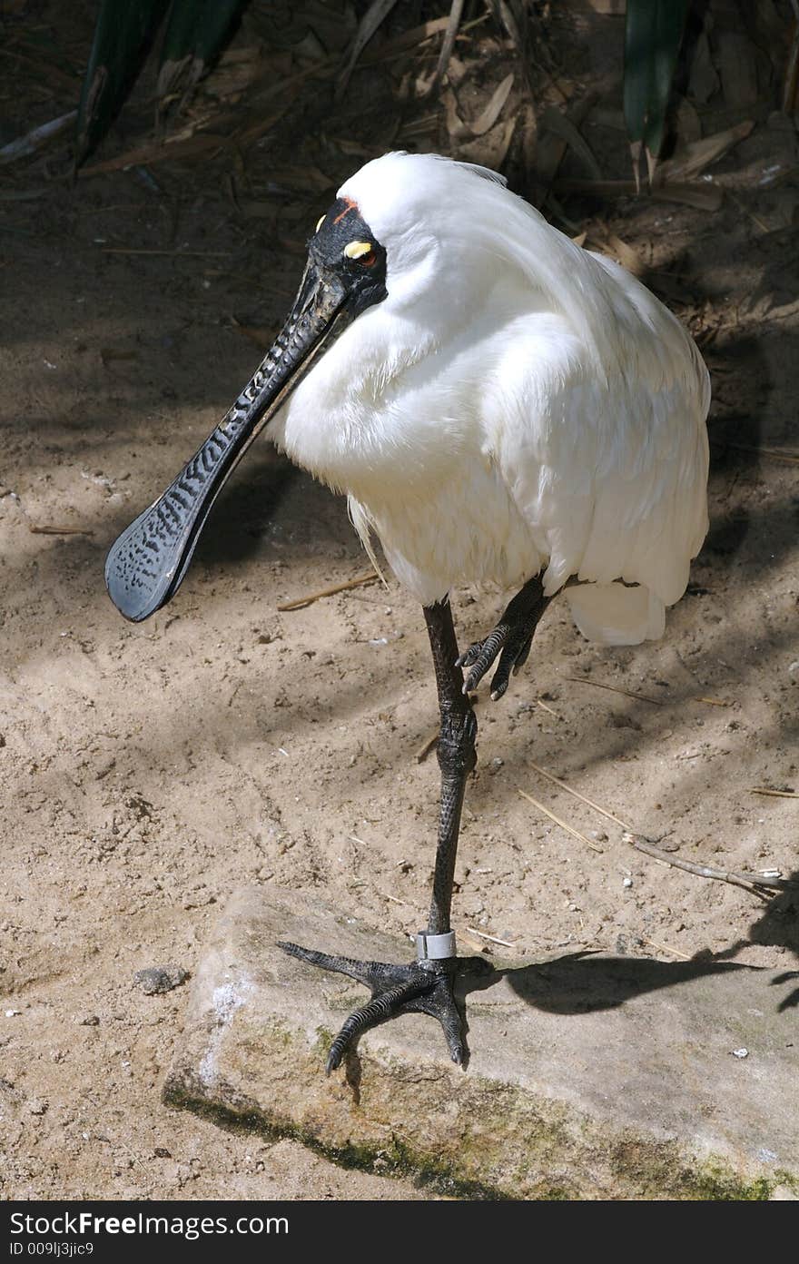 Waiting bird standing