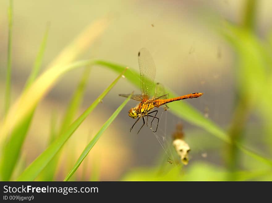 A dragonfly caught in a web, mind the skull in the lower right corner of the picture. A dragonfly caught in a web, mind the skull in the lower right corner of the picture